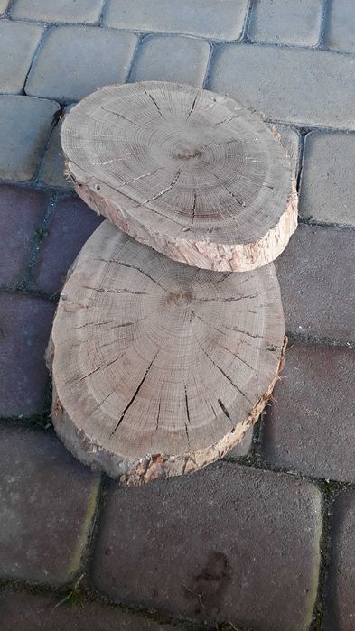 Plastry drewna dąb suche ,plaster drzewa   dębowe