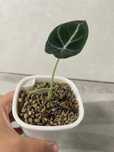 Alocasia Black Velvet
