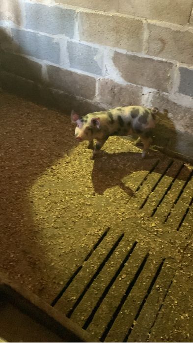 Vendo leitoas pietra com duroc