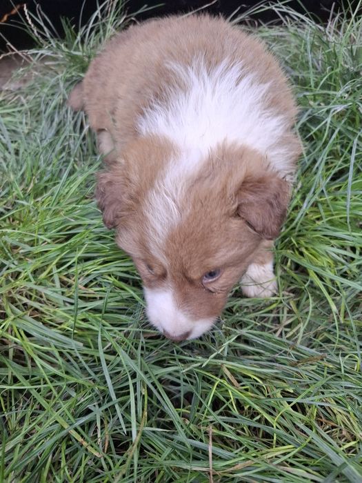 Szczeniak Border Collie Agent