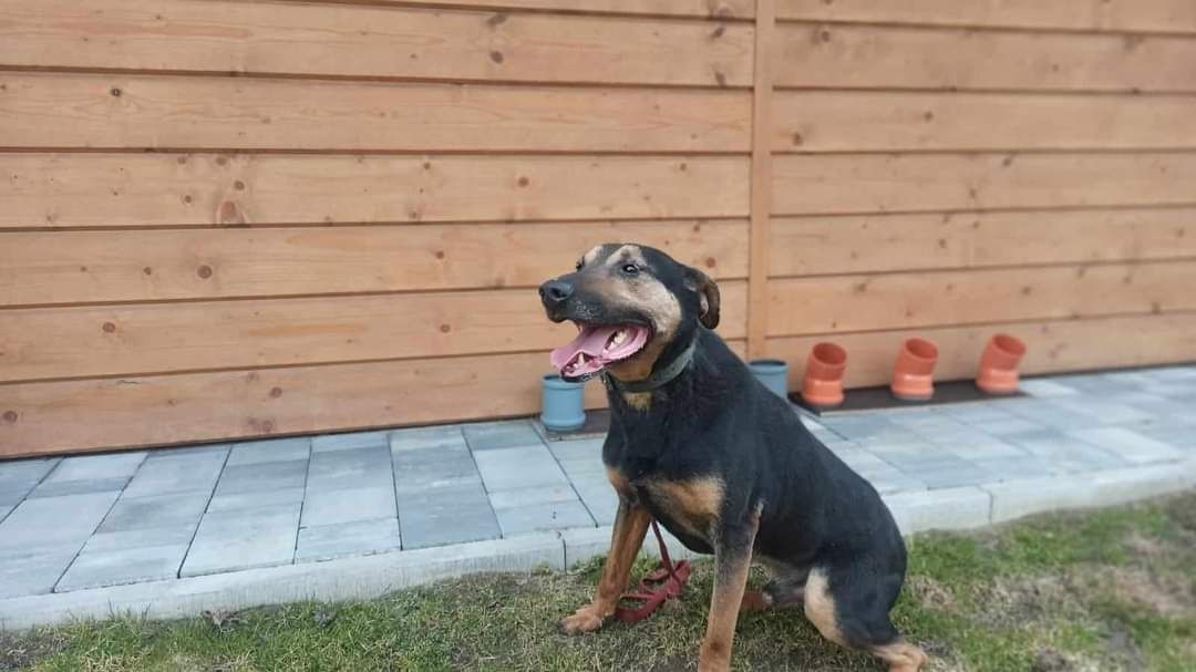 Niuniek do adopcji!