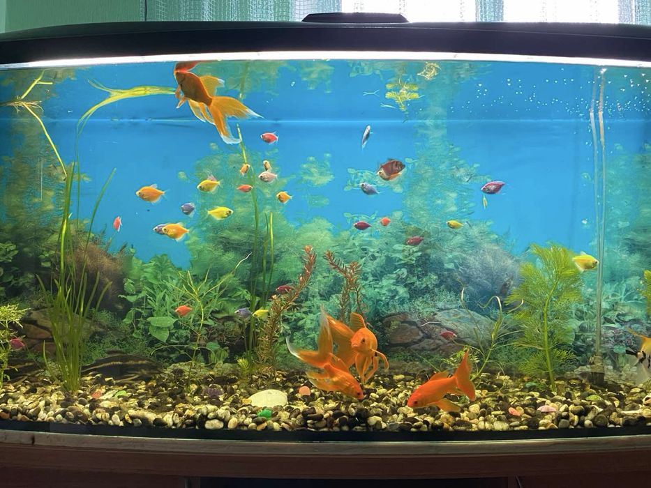 Акваріум на 450л з тумбою