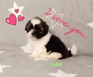 Shih Tzu suczka gotowa do odbioru.