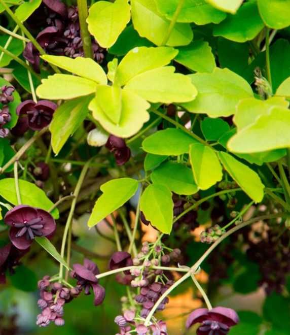 Árvore fruto AKEBIA QUINATA Japão Coreia - portes grátis