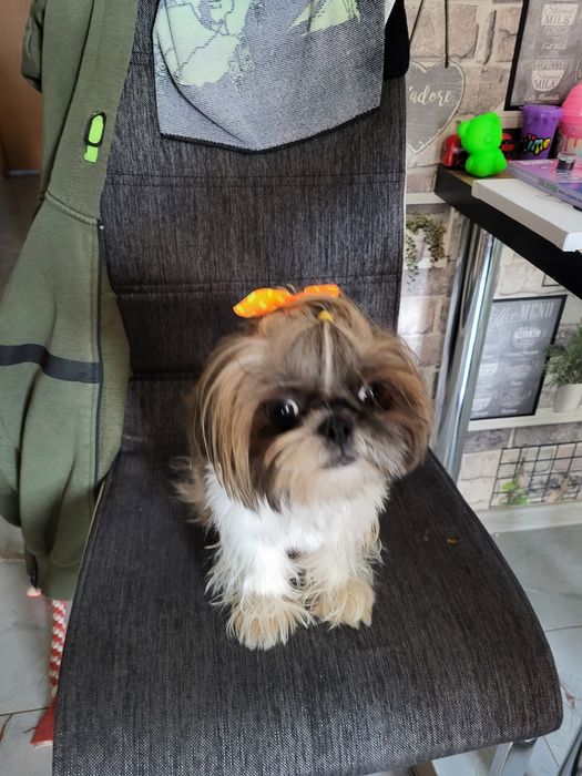 Shih tzu uroczy piesek