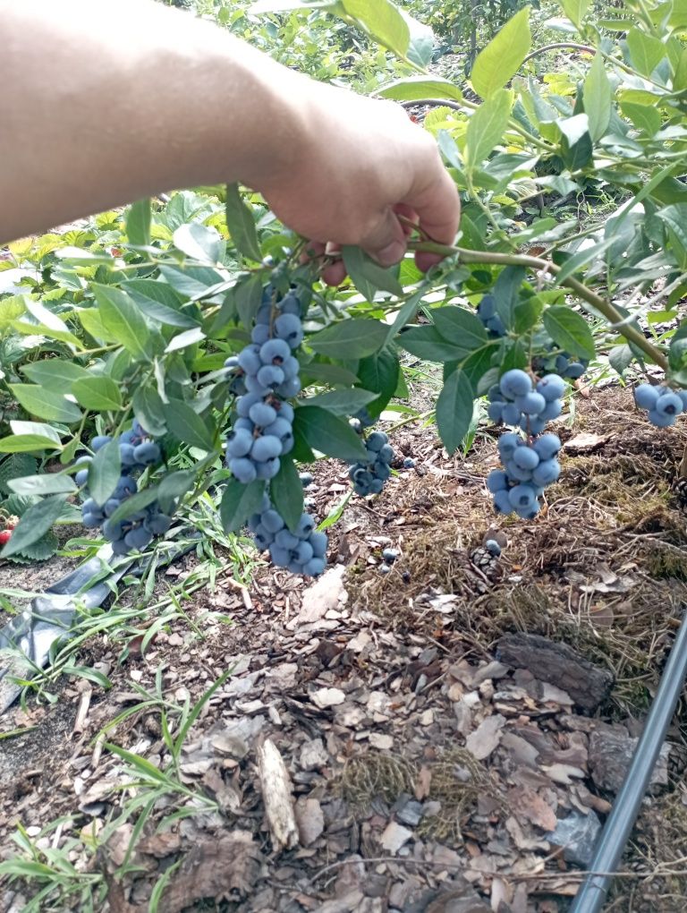 Саджанці Лохини,Голубіка