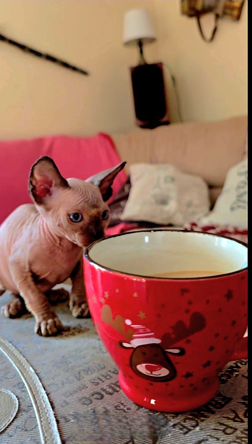 Przepiękny sfinks ,przytulak.,niebieskie śliczne oczka,kot sphynx