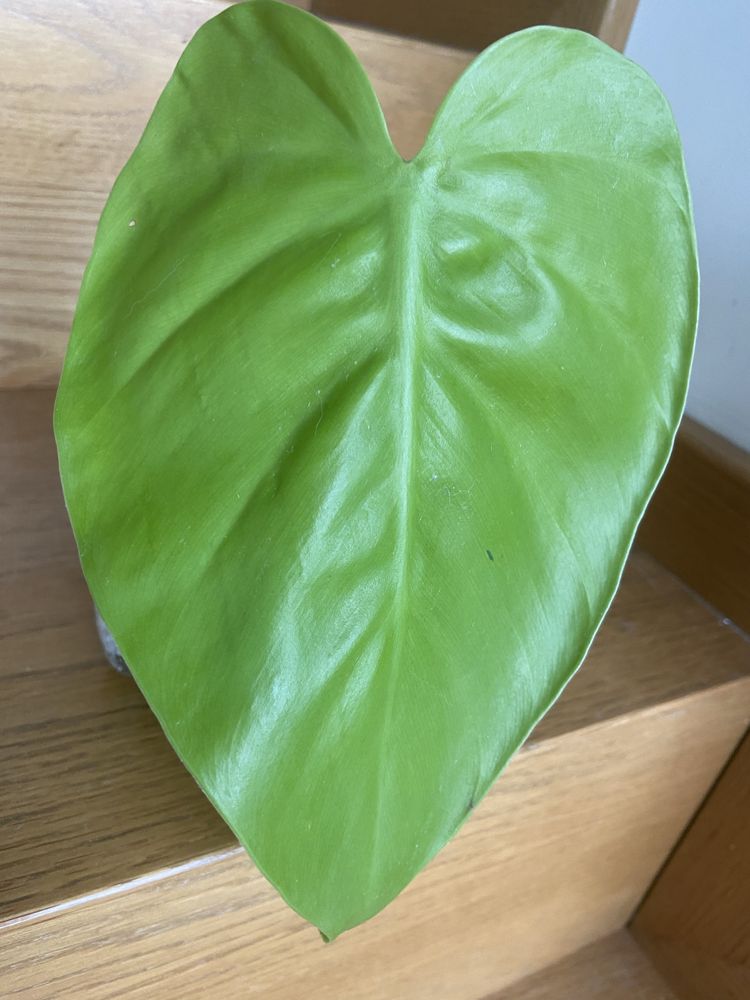 Philodendron lemon mega duży liść