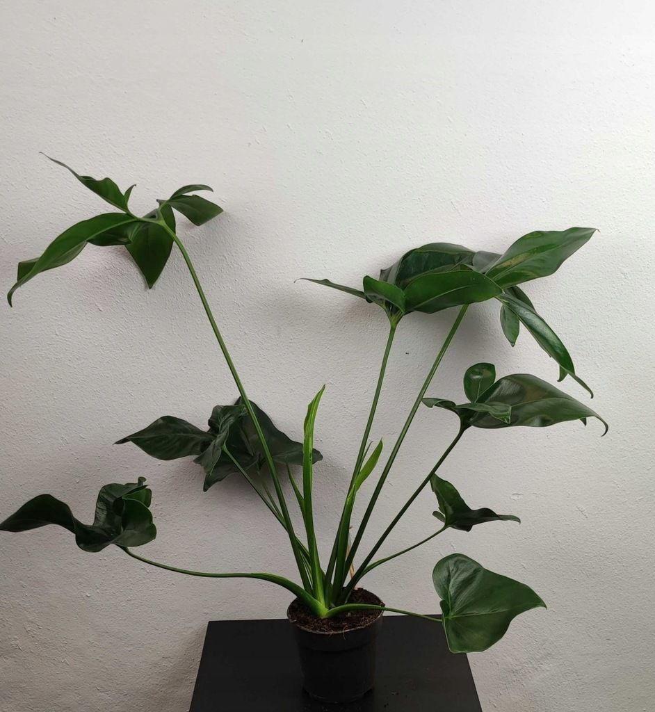 Filodendron Philodendron Fun Bun 40-45 cm