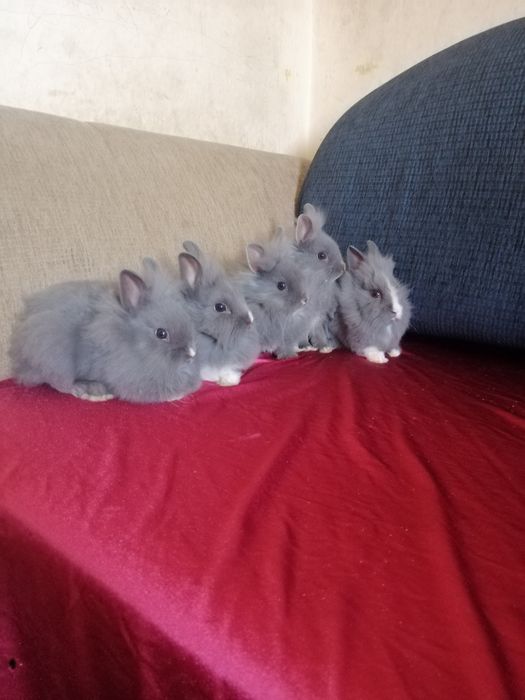 Króliczek karzełek Lewek, Teddy, Mini Lop