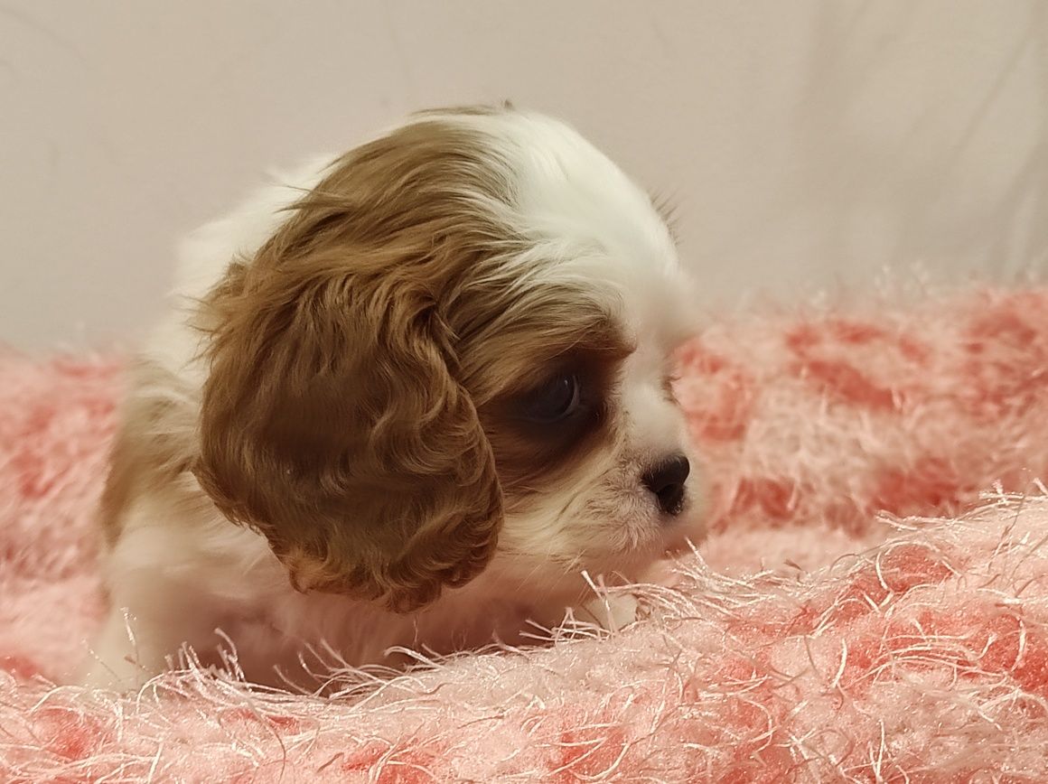 Cavalier King Charles piesek z rodowodem