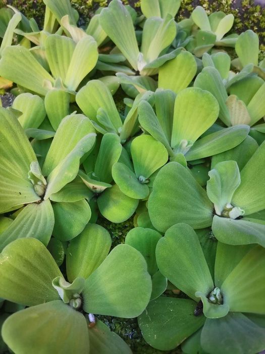 Plantas aquáticas de superficie (alface de água)
