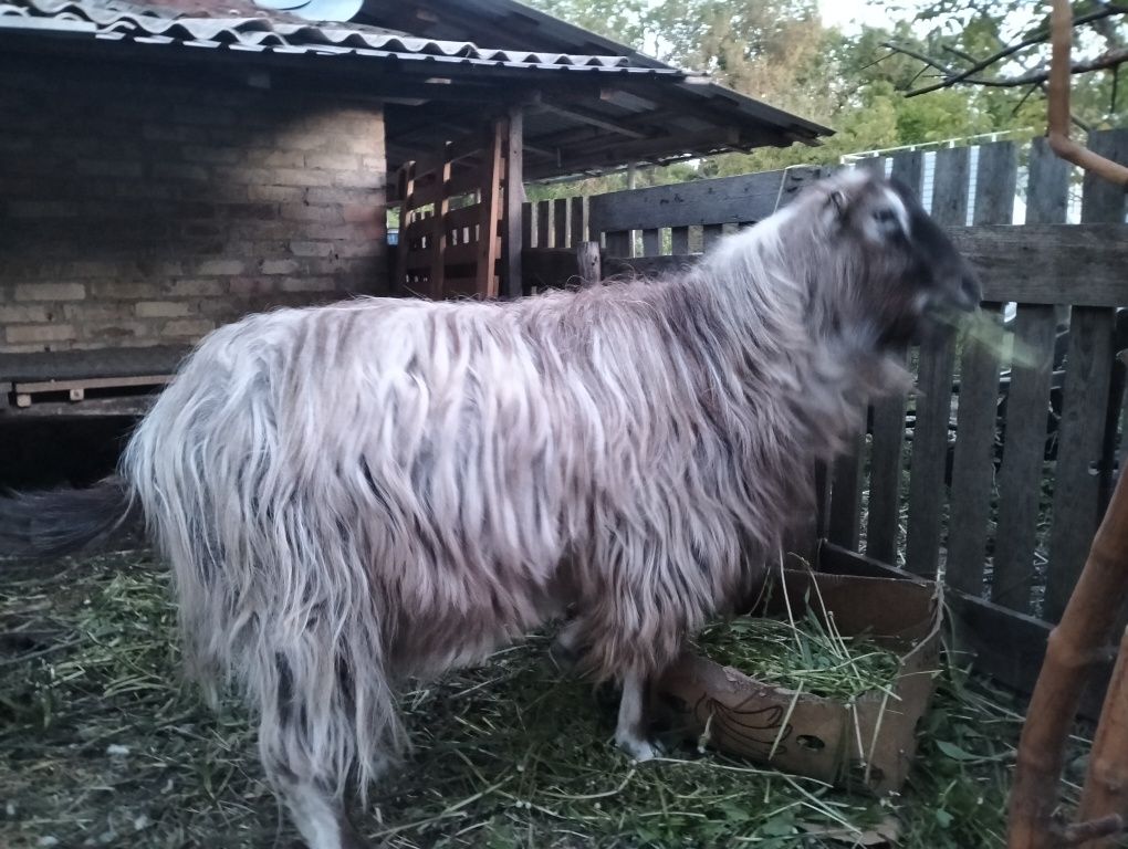 В'язка, парковка кіз. Козлик ламанча