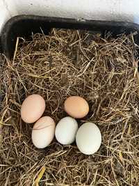 Ovos caseiros de galinhas criadas ao ar livre
