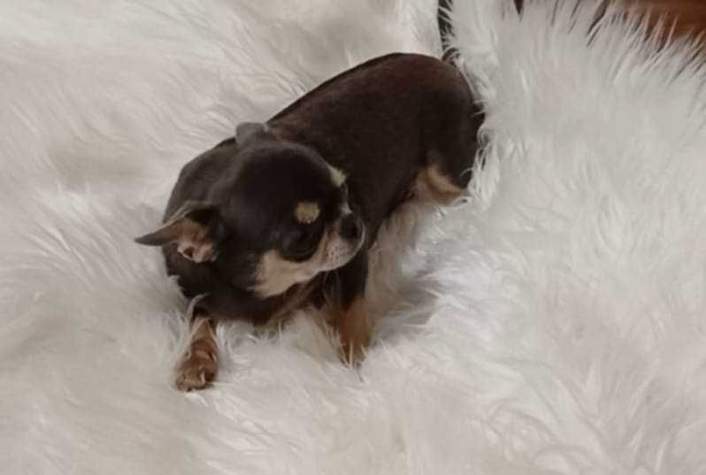 Chihuahua dorosła suczka do adopcji