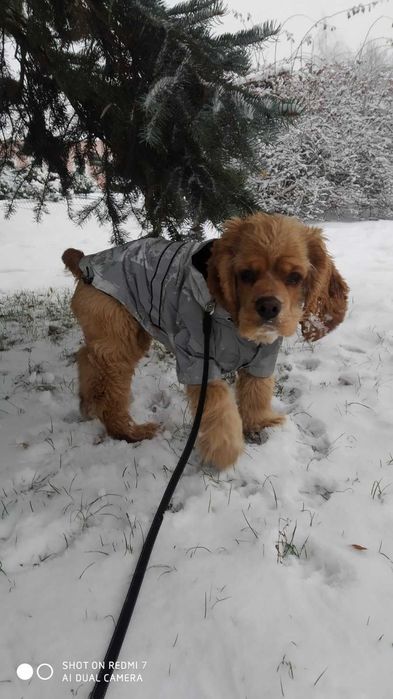 Американский кокер спаниель вязка