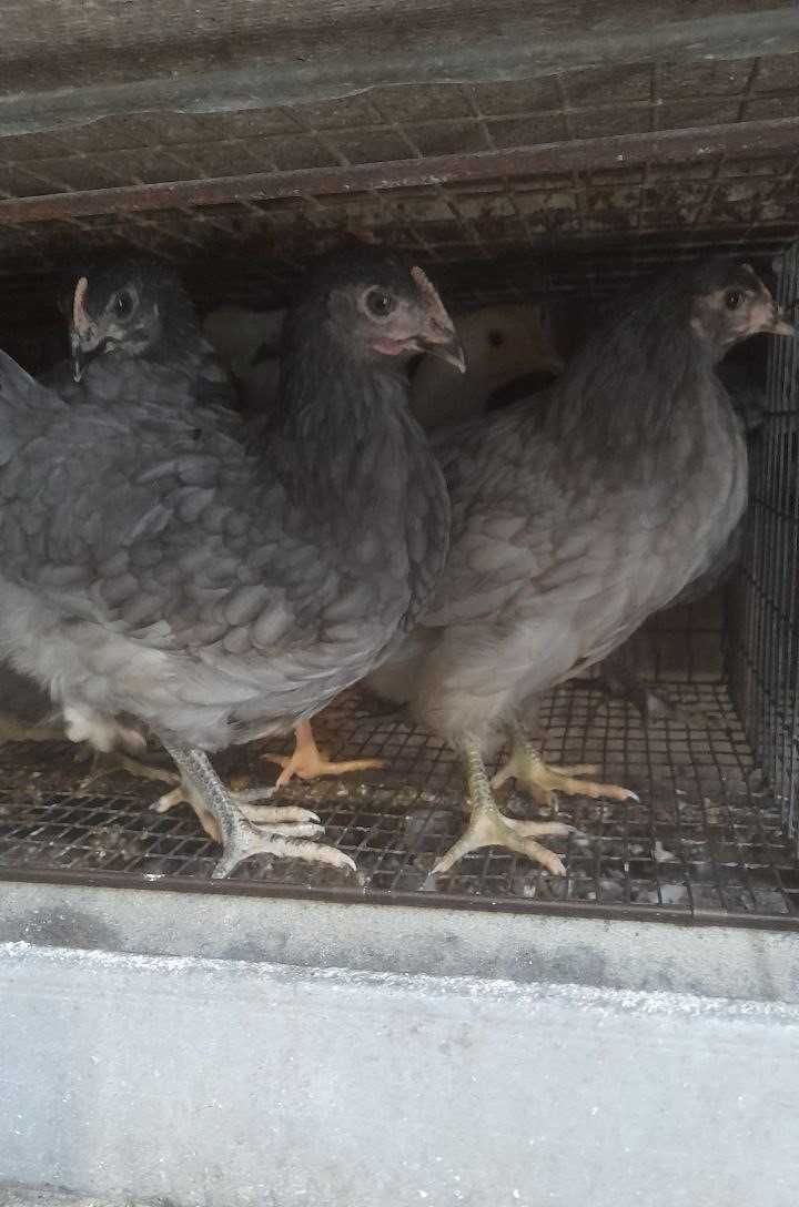 Продам кури Чеський домінант на яйця