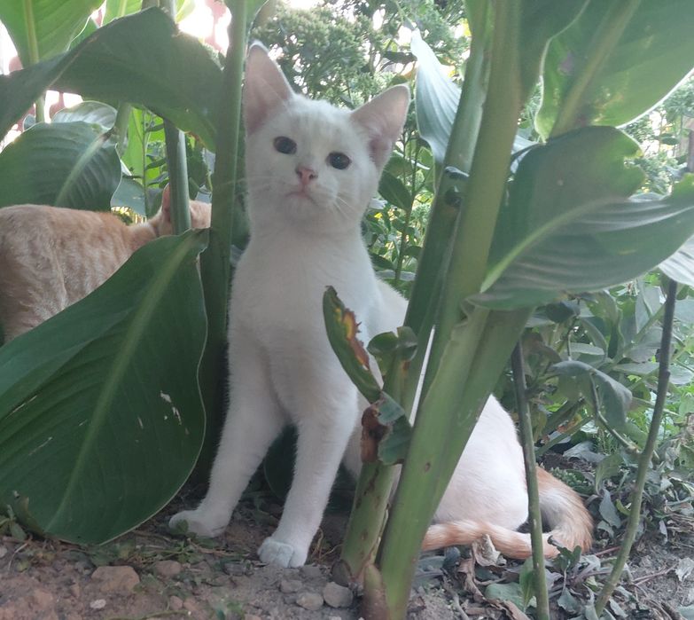 Oddam kotki, kocìeta