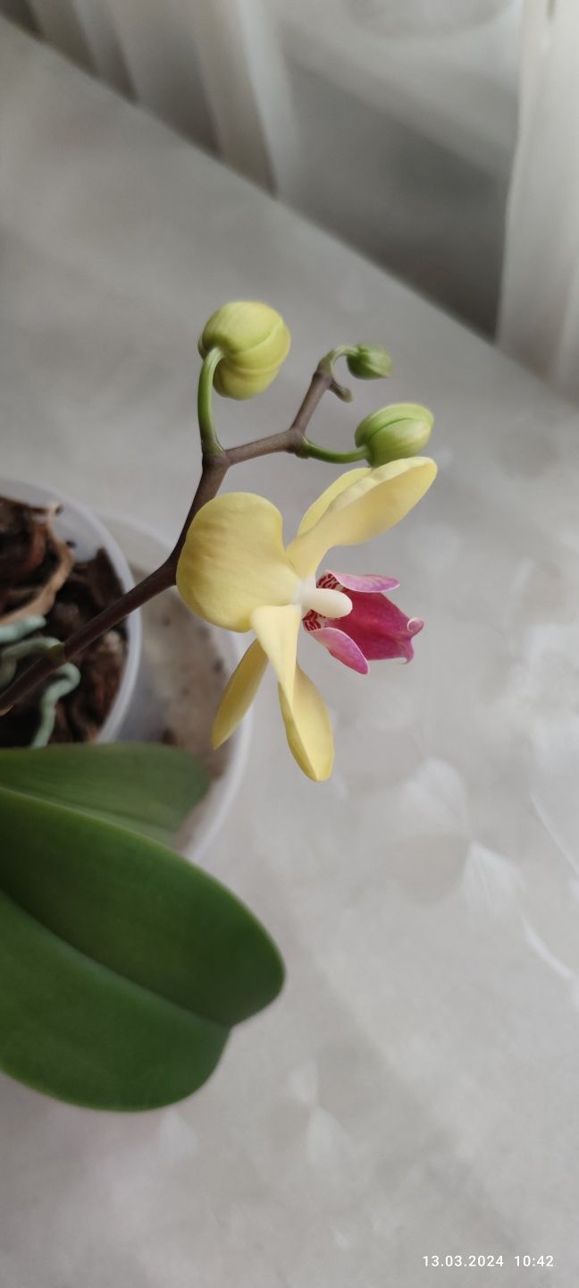 Продам орхидею домашняя