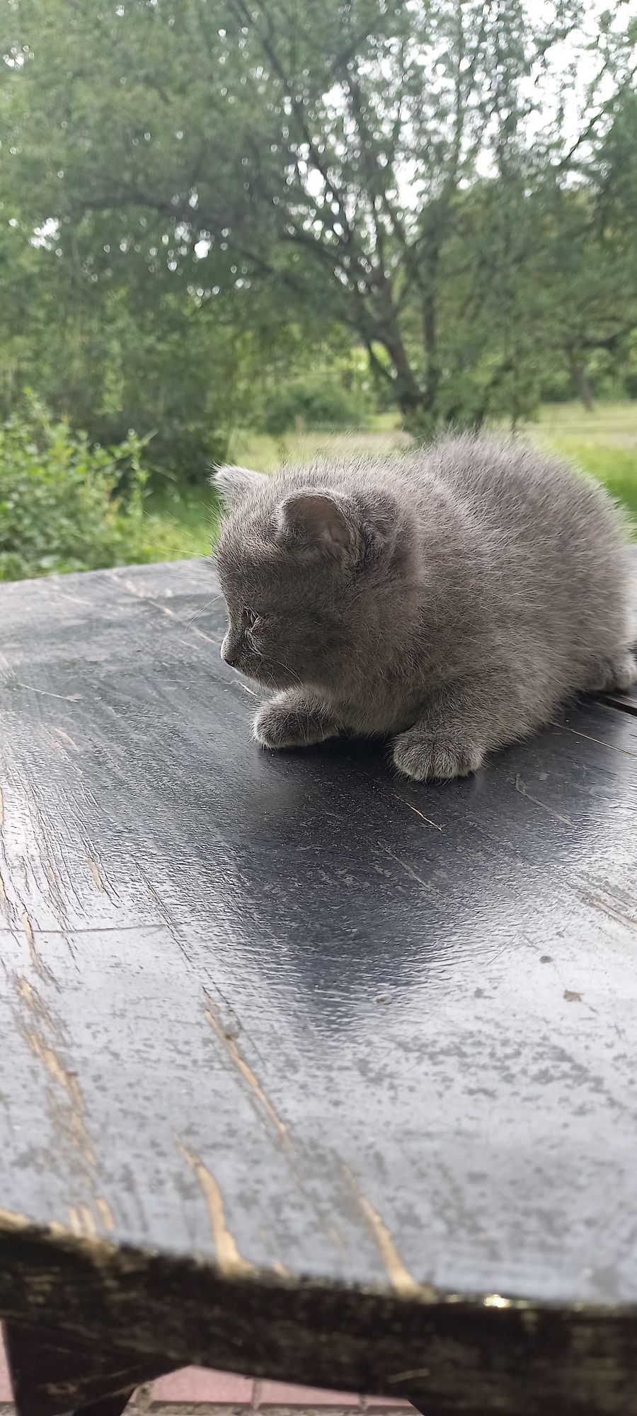 Отдам котиков в добрые руки.
