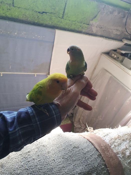 Agapornis domesticado conforme foto.