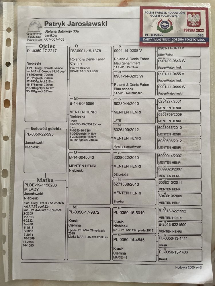 Gołąb gołebie pocztowe samiec