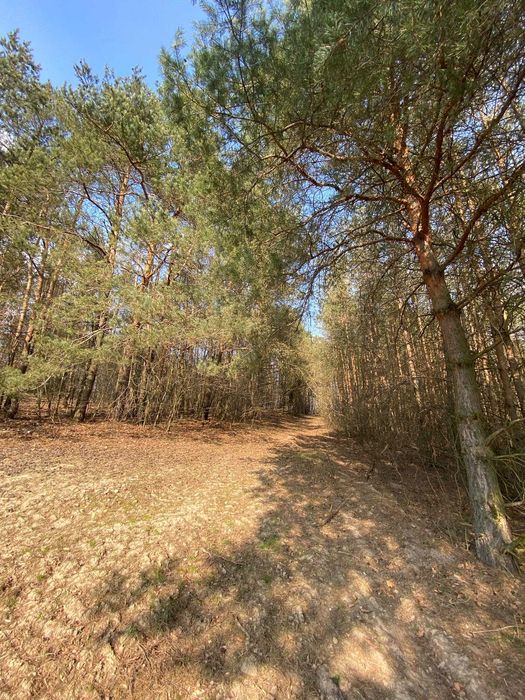 Działka z prywatnym lasem i wydanymi warunkami zabudowy