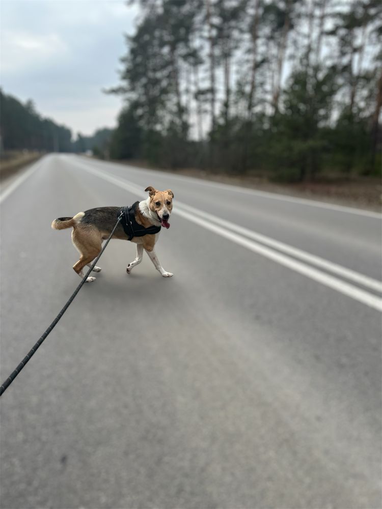 Pongo szuka domu!