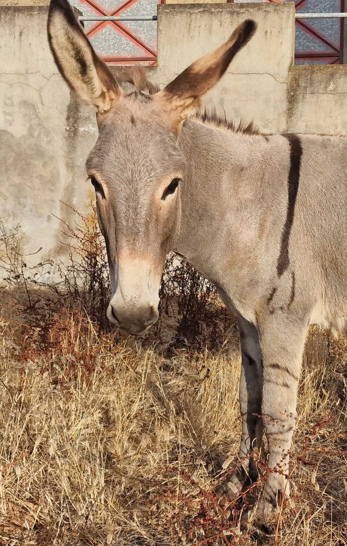 Burrinho novo e muito dócil
