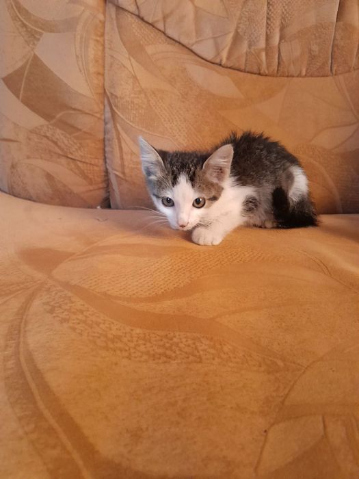 Кошенята в добрі руки