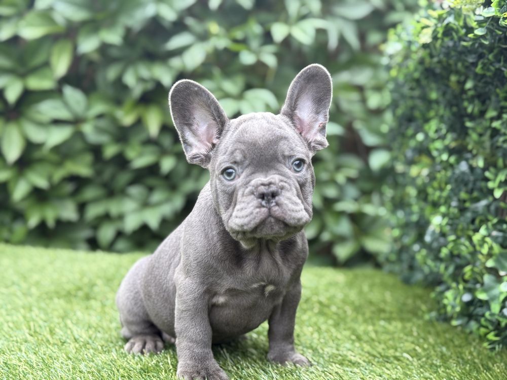 Buldog francuski piesek