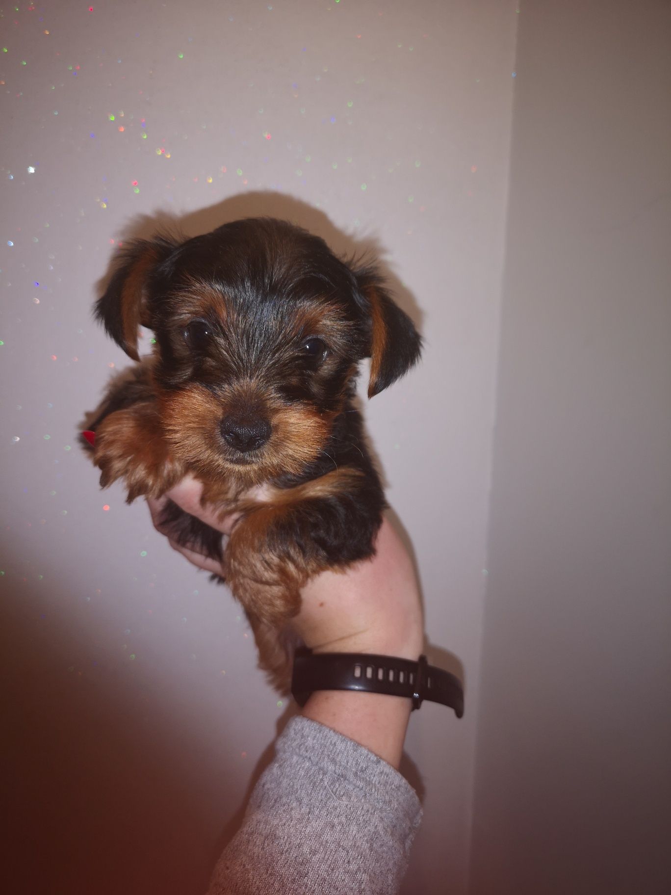 Yorkshire terrier YORK jork  platynowo złoty 8tyg