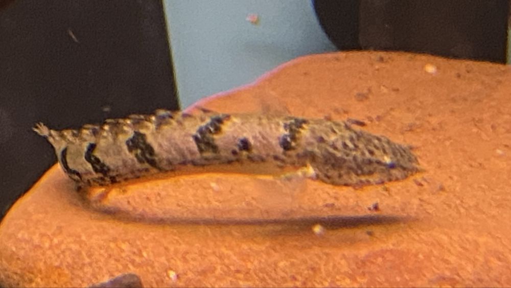 TABU Polypterus dalhezi W-wa