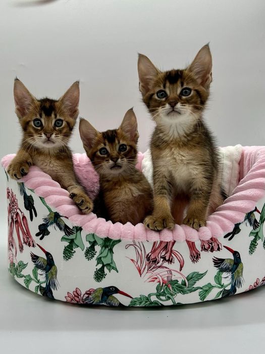 Абиссинцы девочки и мальчики)))