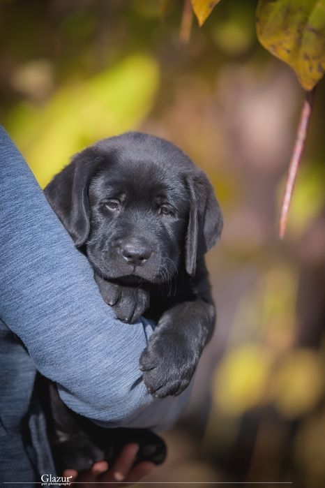 Перспективні цуценята лабрадора