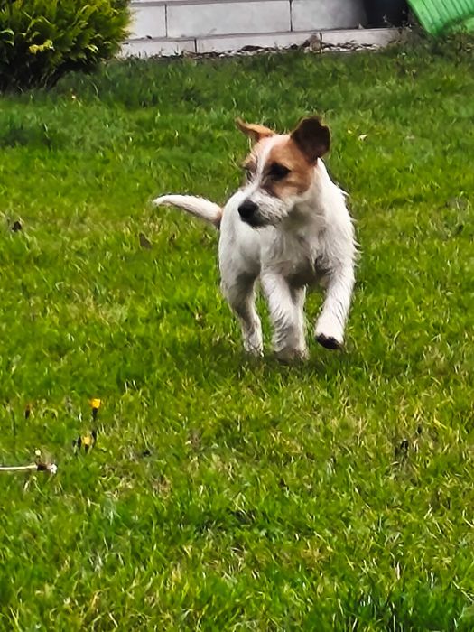 Jack Russell terrier