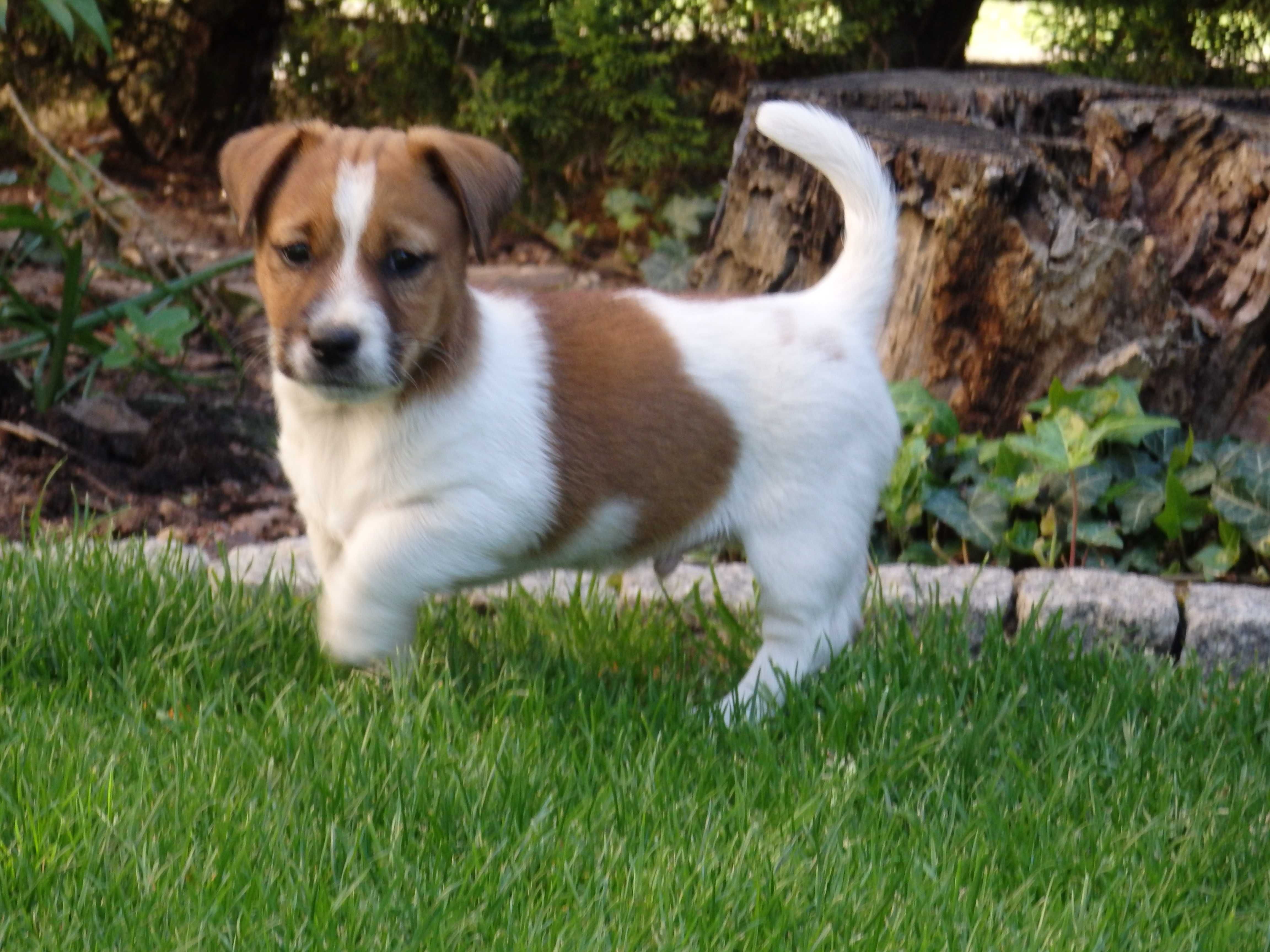Jack Russell Terrier #MOBY Smartie Jacks# rodzice ZKwP/ FCI cute MALE