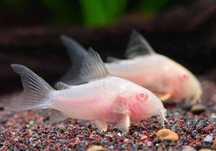 Kirysek kirys Albinos Corydoras aeneus albino, Sklep AKWAREKS Kraków
