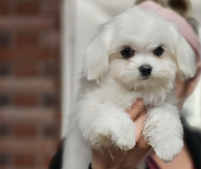 Maltańczyk  Maltańczyk