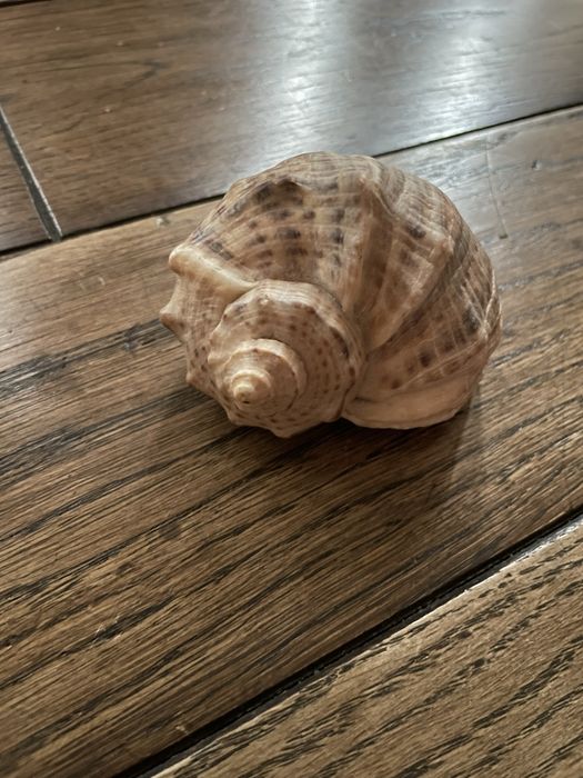Piękna duża muszla