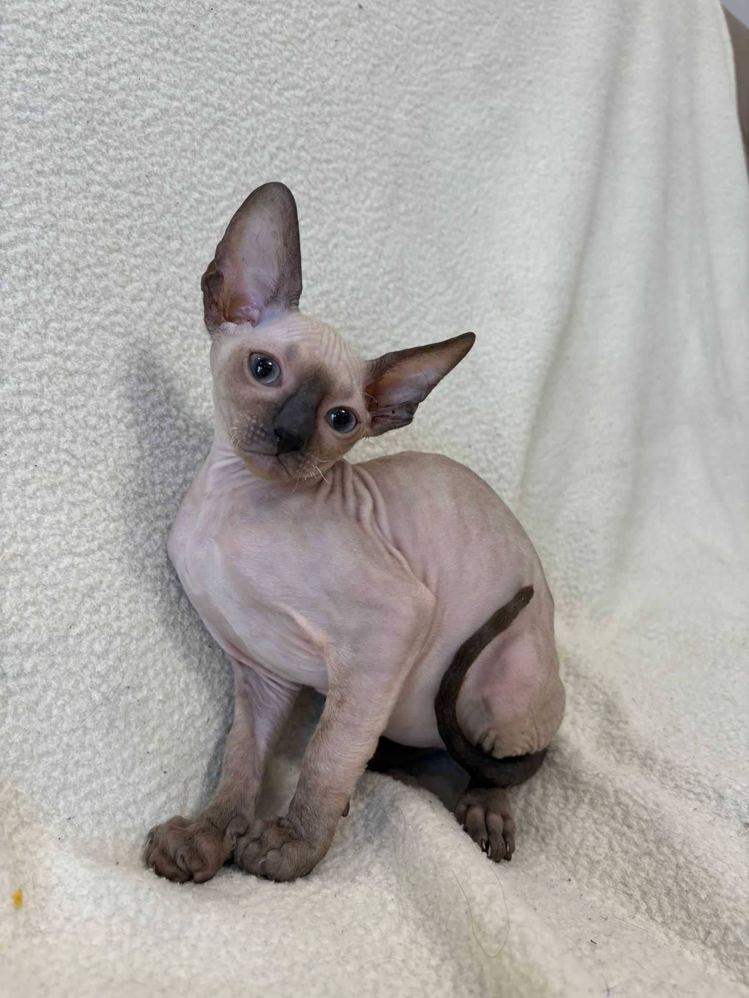 CORNISH REX - Dostępny kocurek o imieniu WOJTEK Hodowla: MatiMalwa*PL