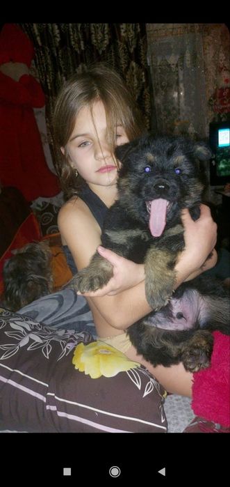 Довгогерстий крупний німець