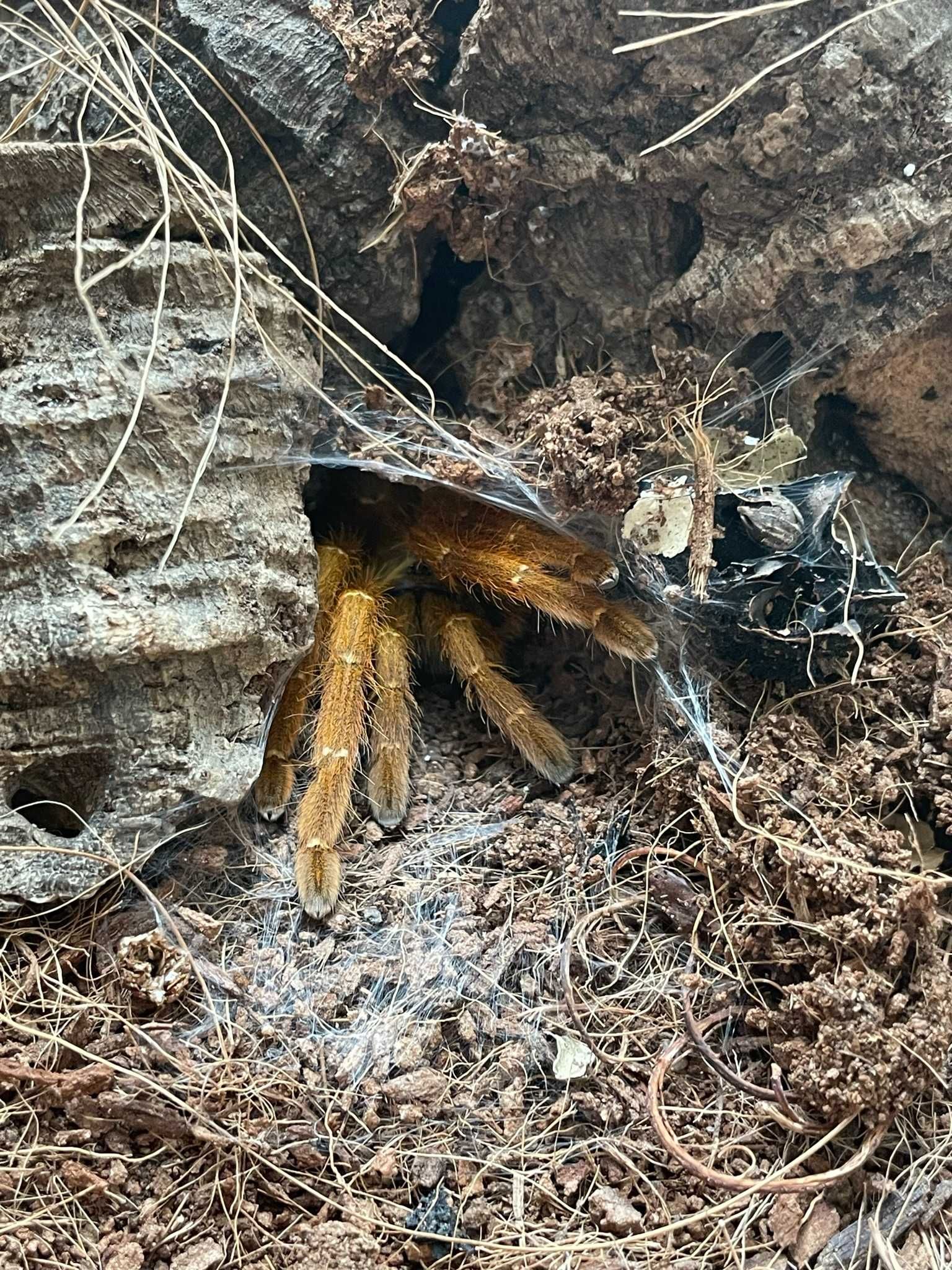 Pterinochilus Murinus Usambara 4 dc