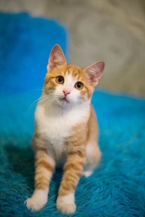 Пристраиваются котята.