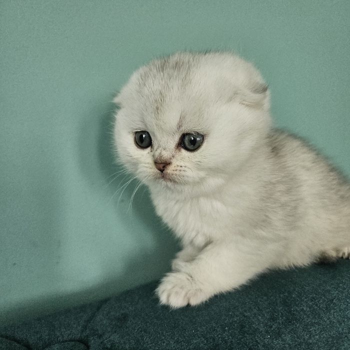 Красива, мордата дівчинка