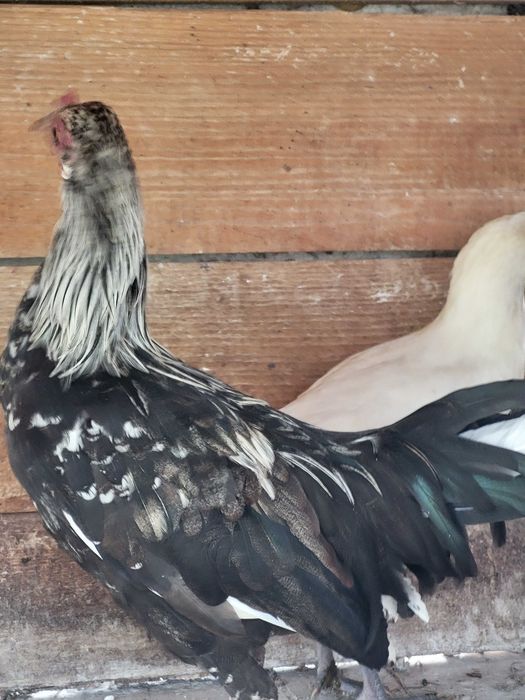 zmienią kurnik młode  feniks cena 100 zł parka