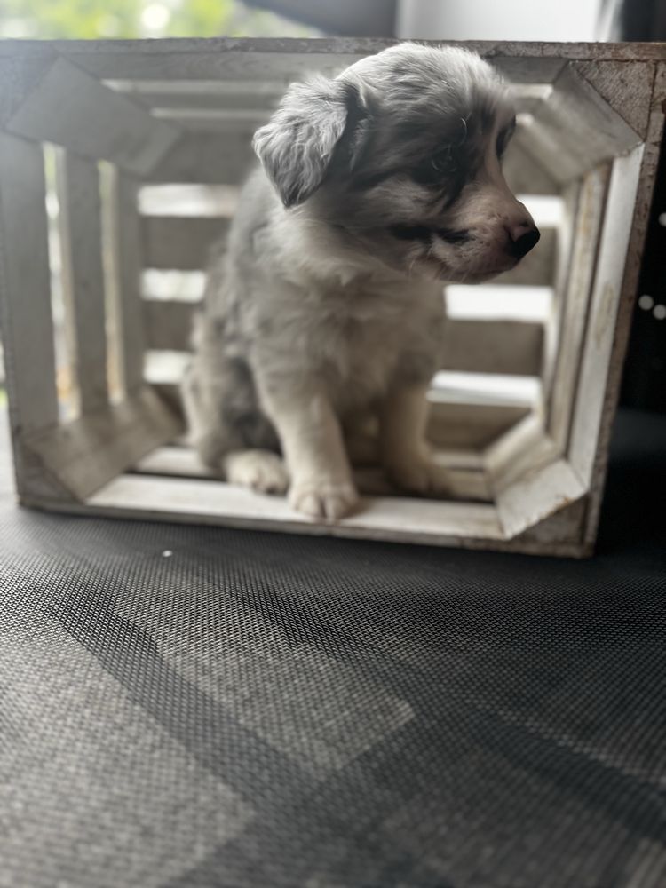 Border Collie FCI ZKWP