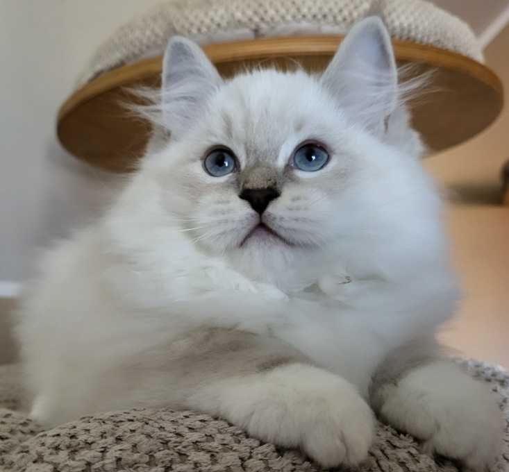 Kocięta Ragdoll  z rodowodem WCF
