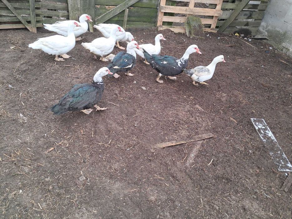 Sprzedam jajka lęgowe kaczek francuskich piżmowych