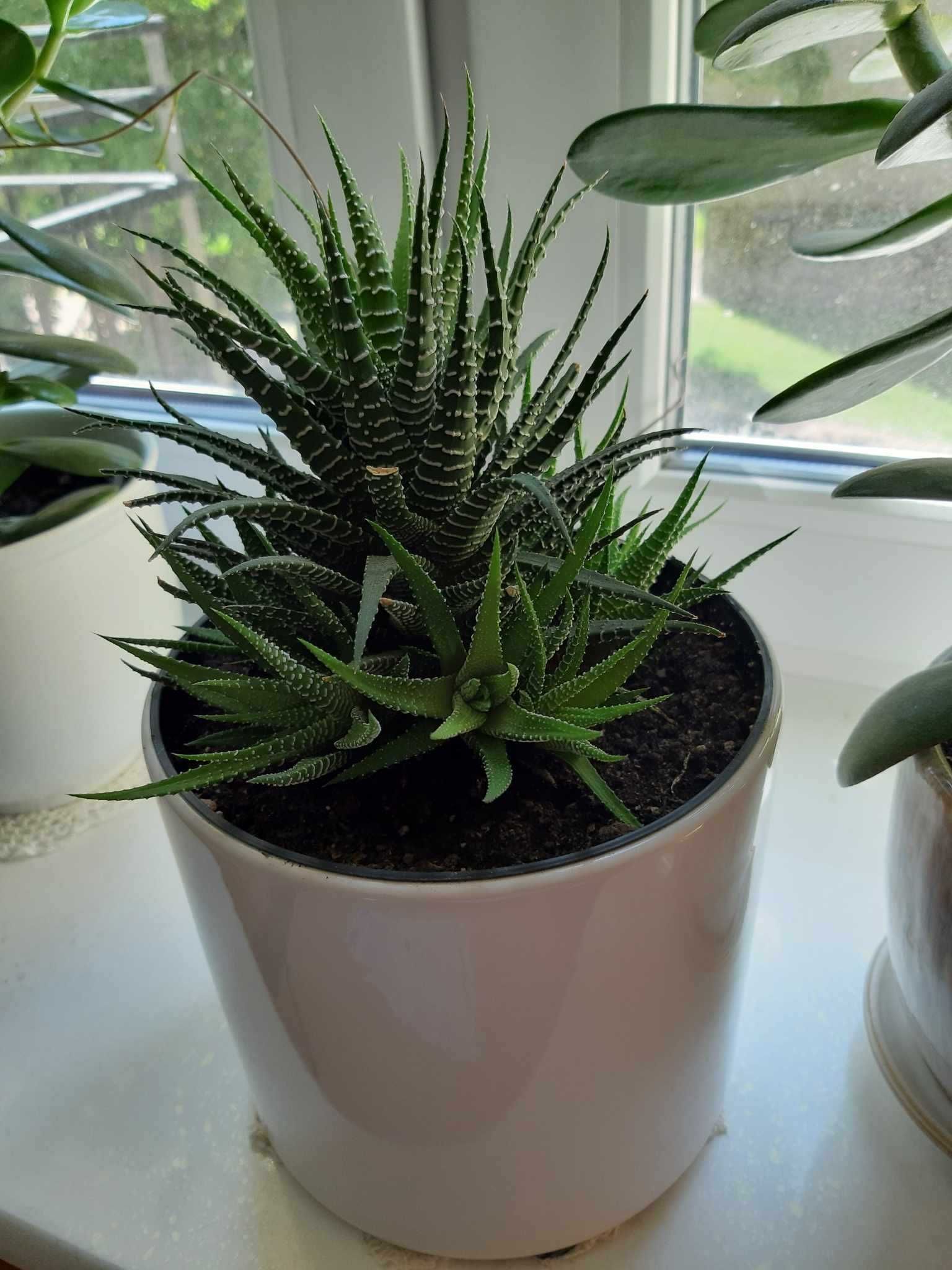 Haworsja Haworthia wąskolistna lub pasiasta kaktus